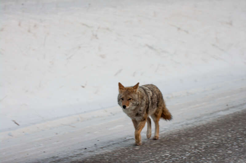 Sivun Canis latrans lestes Merriam 1897 kuva