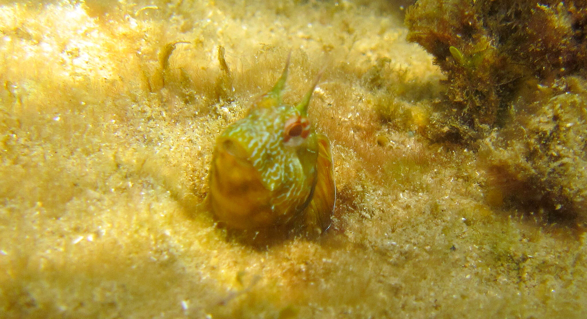 Image of Mystery blenny