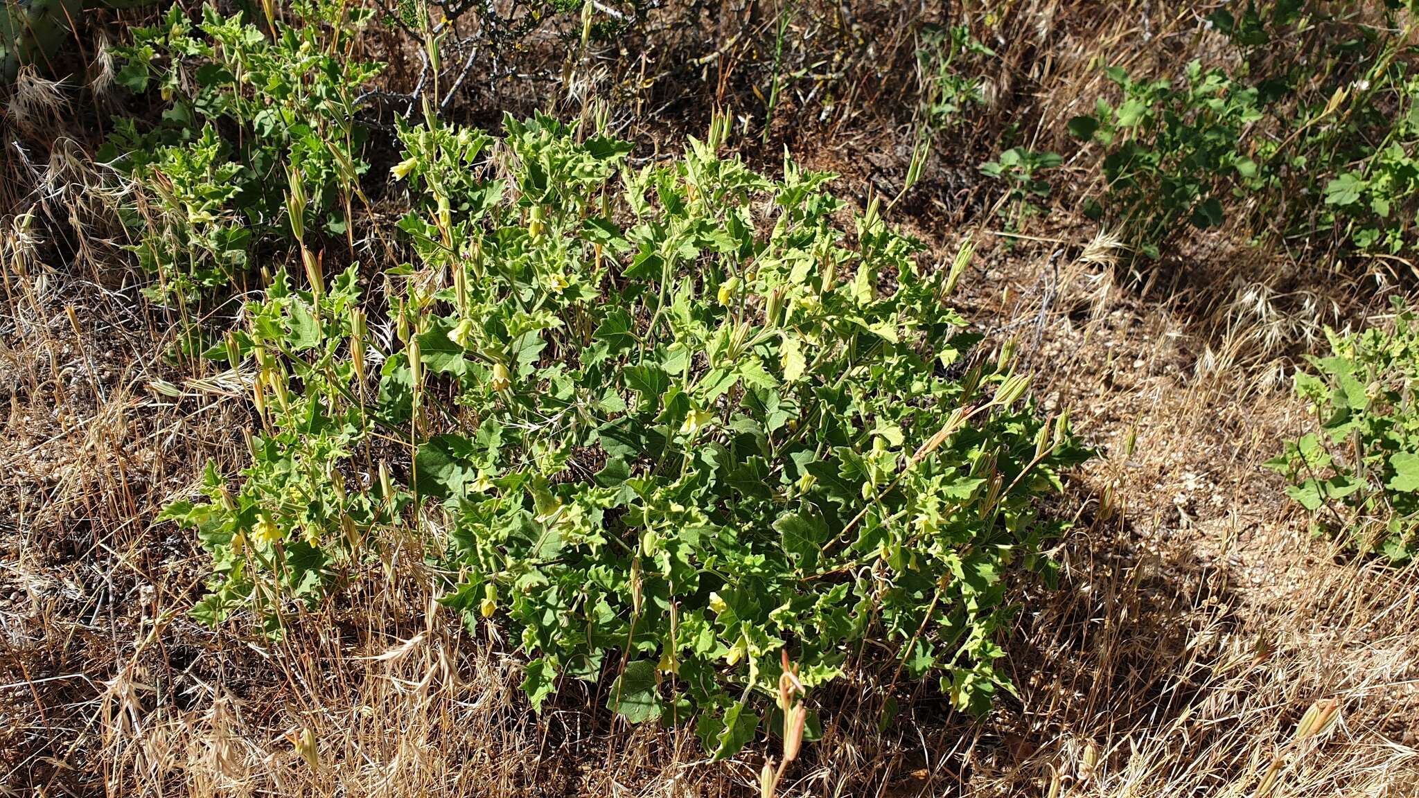 Image of Palmer's groundcherry