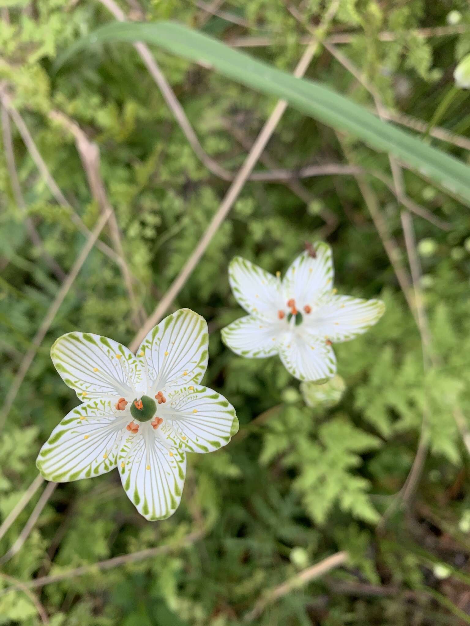 Image of largeleaf grass of Parnassus