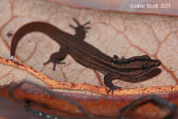 Sphaerodactylus difficilis Barbour 1914的圖片