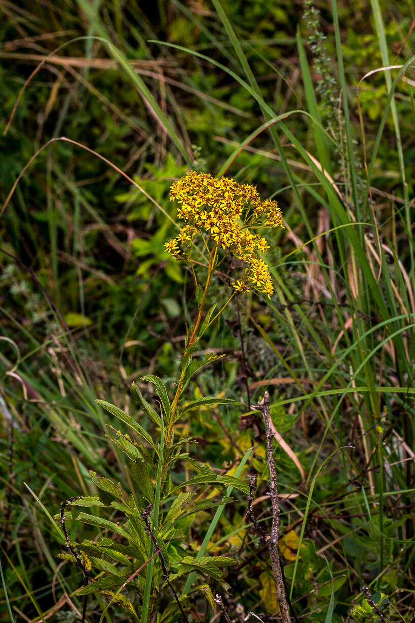 Imagem de Senecio serratuloides DC.