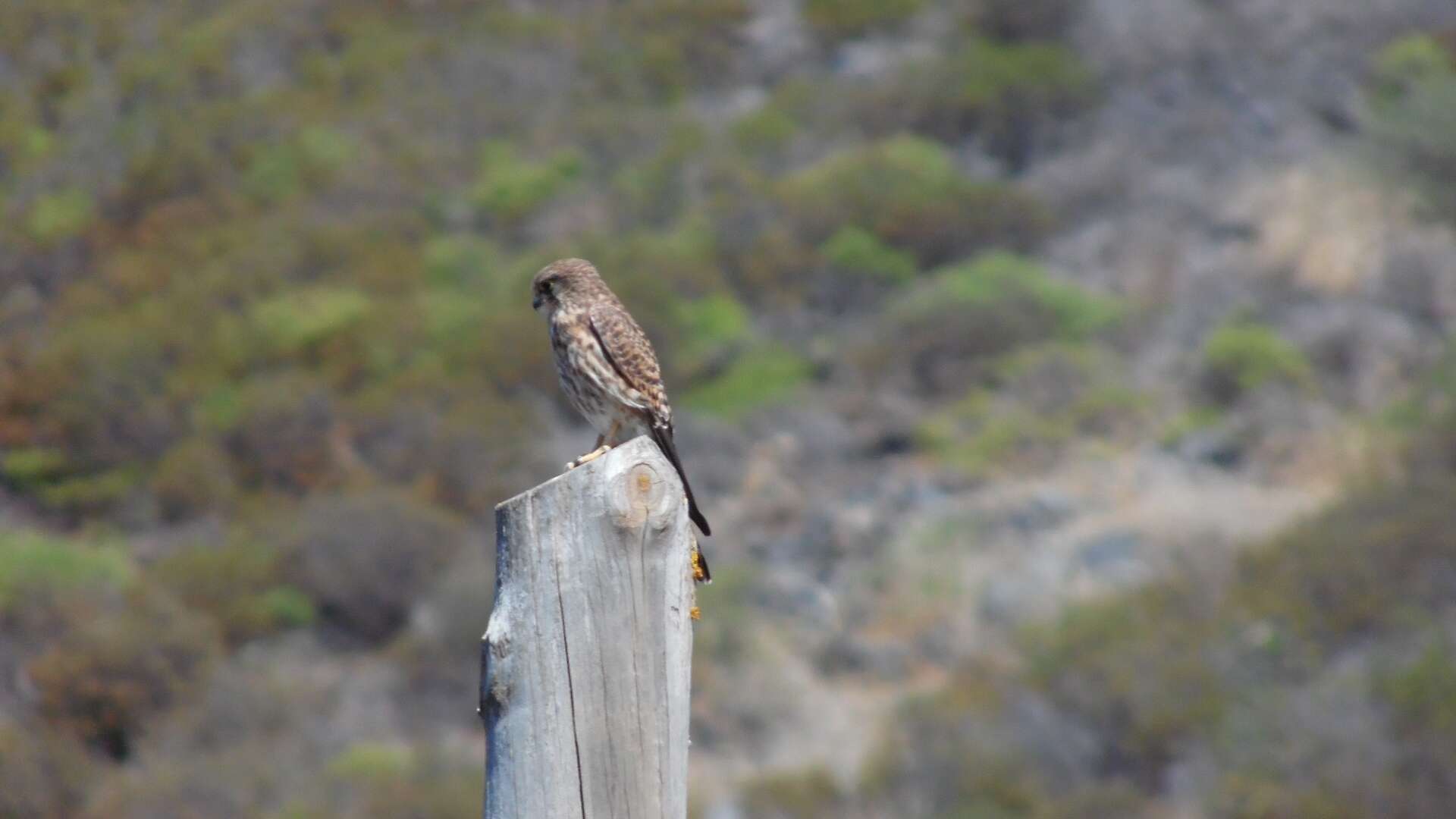 Falco tinnunculus canariensis (Koenig & AF 1890) resmi