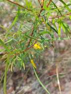 Plancia ëd Persoonia nutans R. Br.