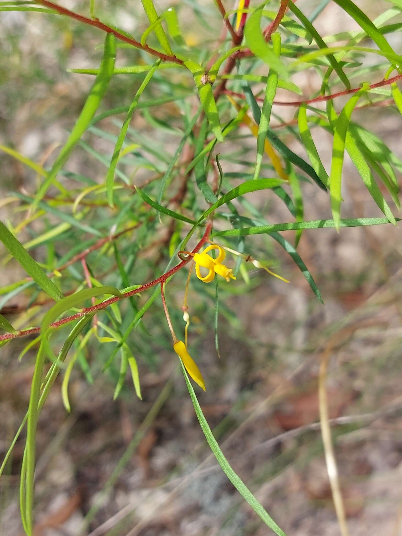 Plancia ëd Persoonia nutans R. Br.