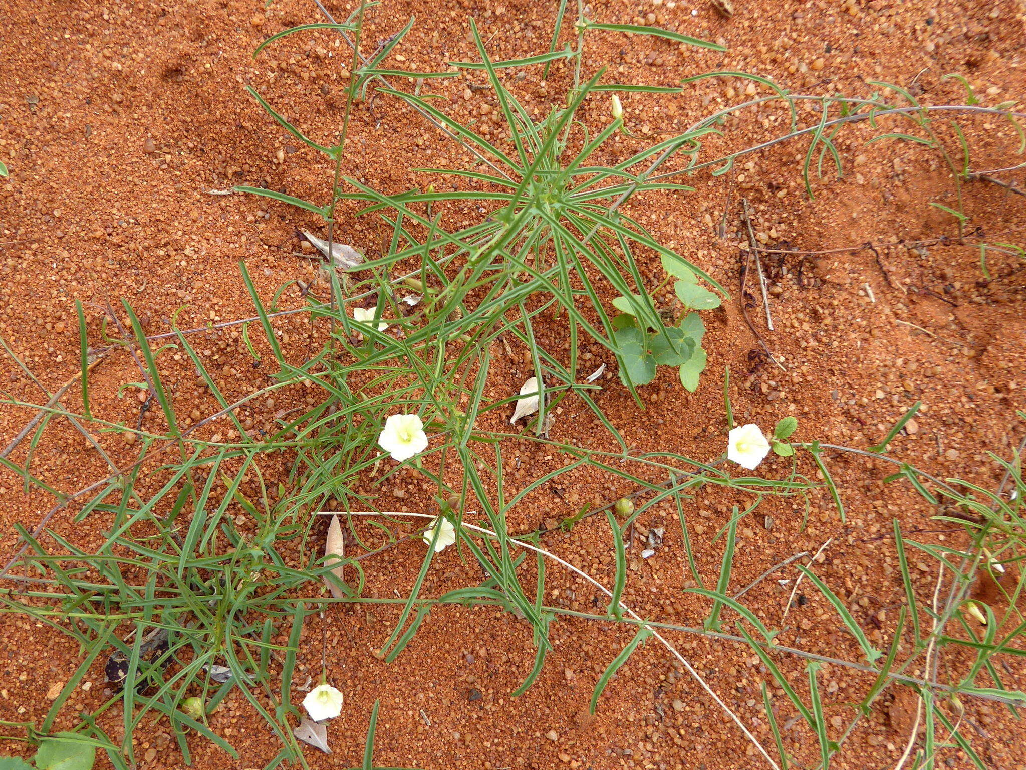 Imagem de Xenostegia tridentata subsp. angustifolia (Jacq.) J. Lejoly & S. Lisowski