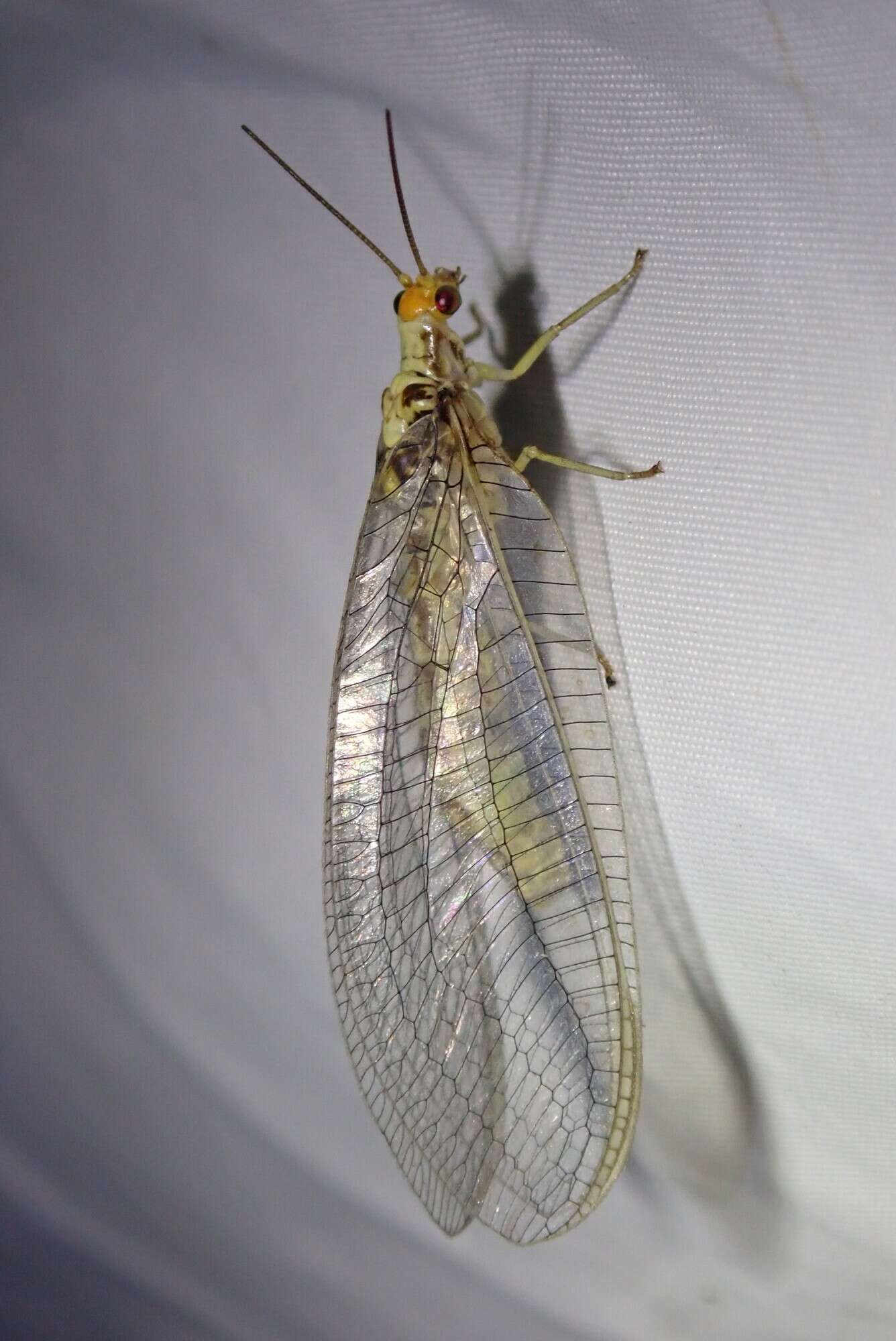 Image of scarce orange-headed lacewing
