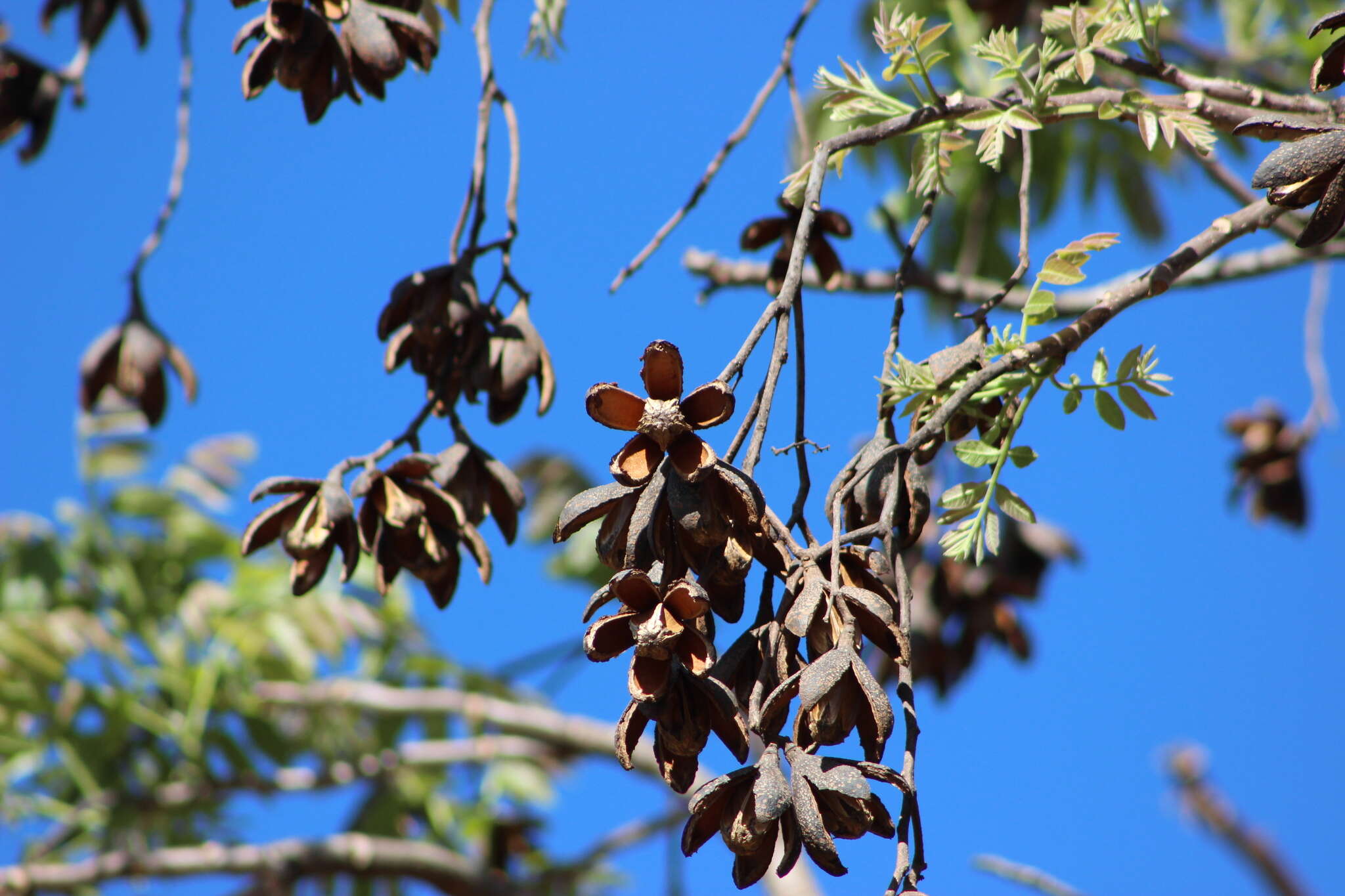 Image of Cedar