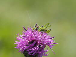 Image of striped bush-cricket