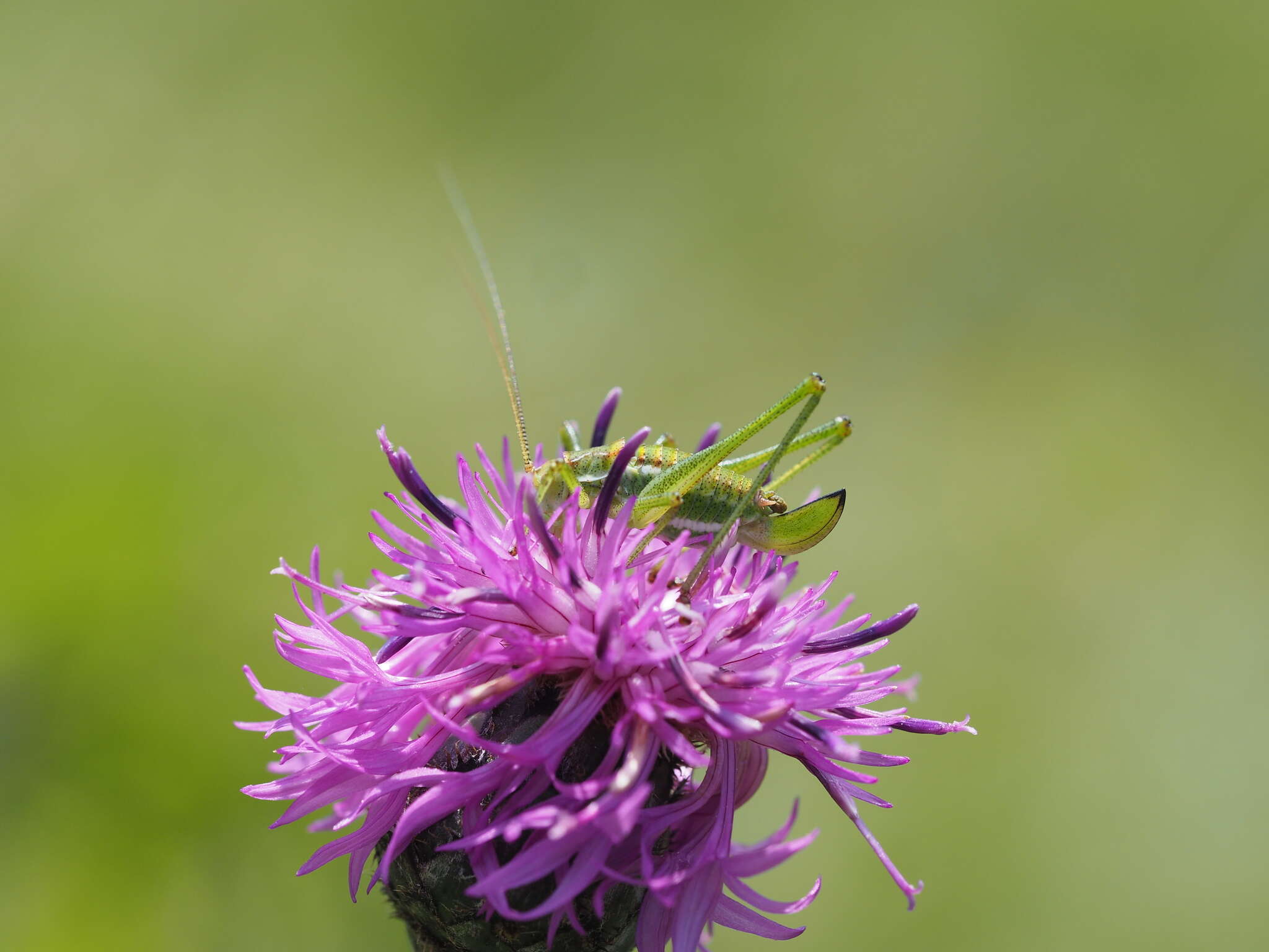 Image of striped bush-cricket