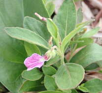 Sivun Hybanthus capensis (Thunb.) Engl. kuva