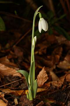 Image of giant snowdrop