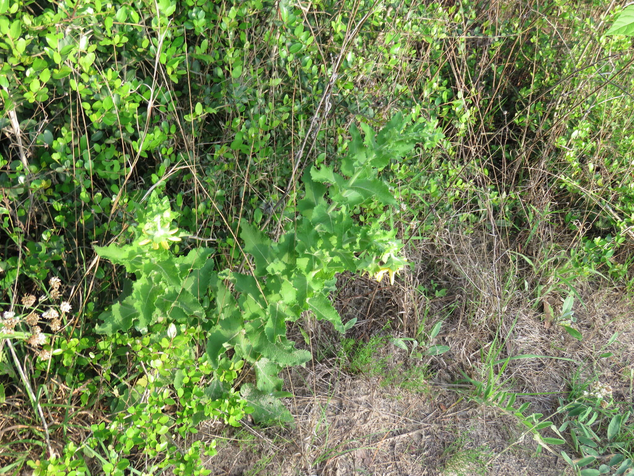 Image of Texas greeneyes