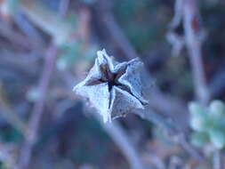 Image of Mesembryanthemum splendens subsp. pentagonum (L. Bol.) Klak