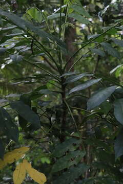 Image of Dysoxylum mollissimum subsp. molle (Miq.) D. J. Mabberley