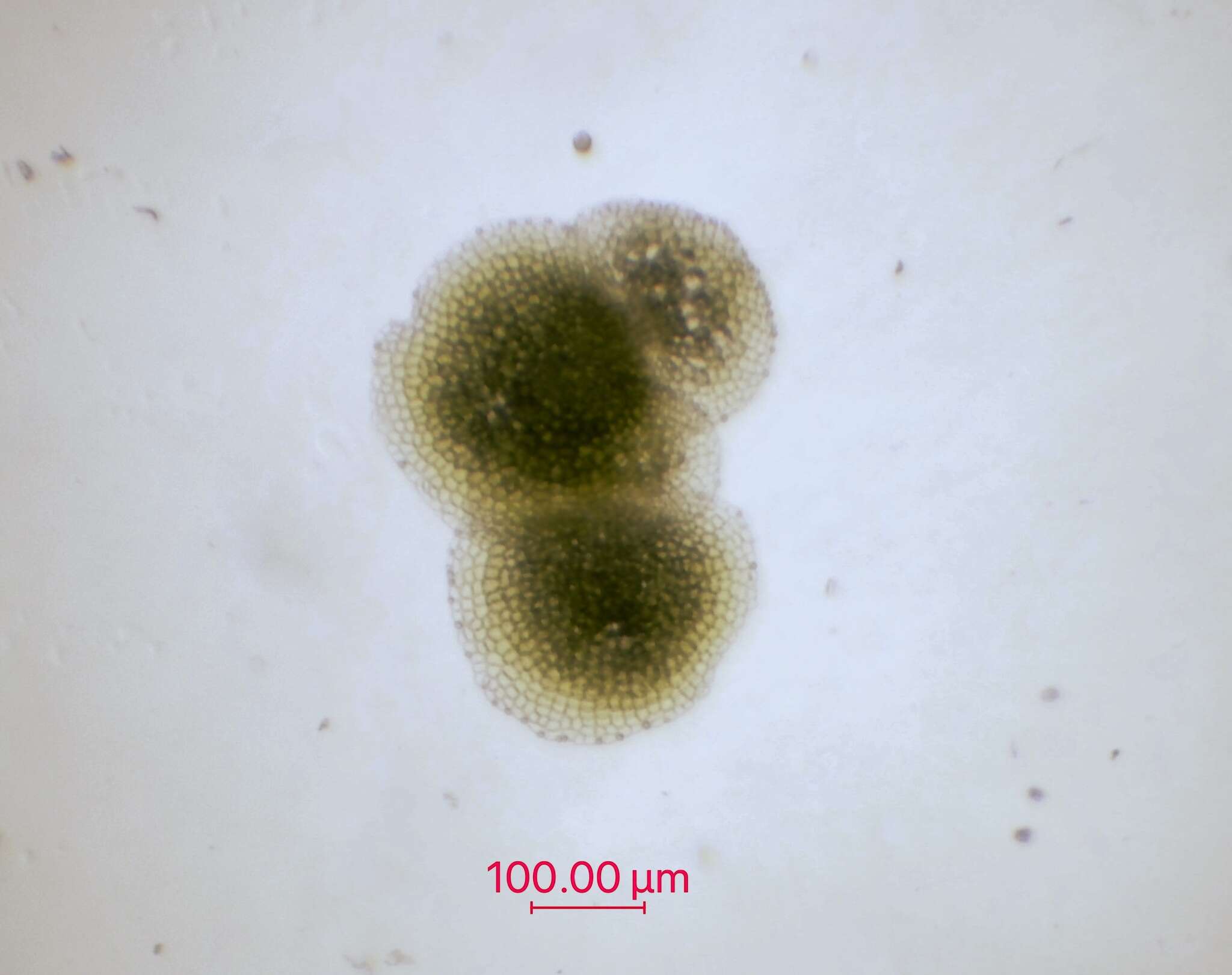 Image of Riella americana M. Howe & Underw.