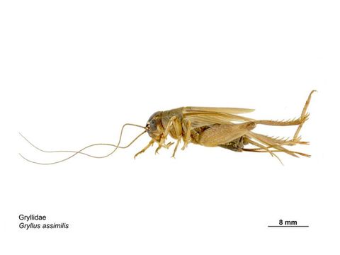 Image of Jamaican Field Cricket