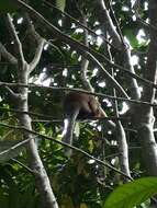 Image of Ornate Titi Monkey