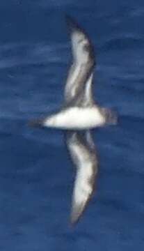 Image of Herald Petrel