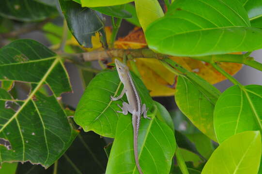 Image of Cuban green anole