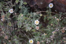 Image of Eutetras palmeri A. Gray