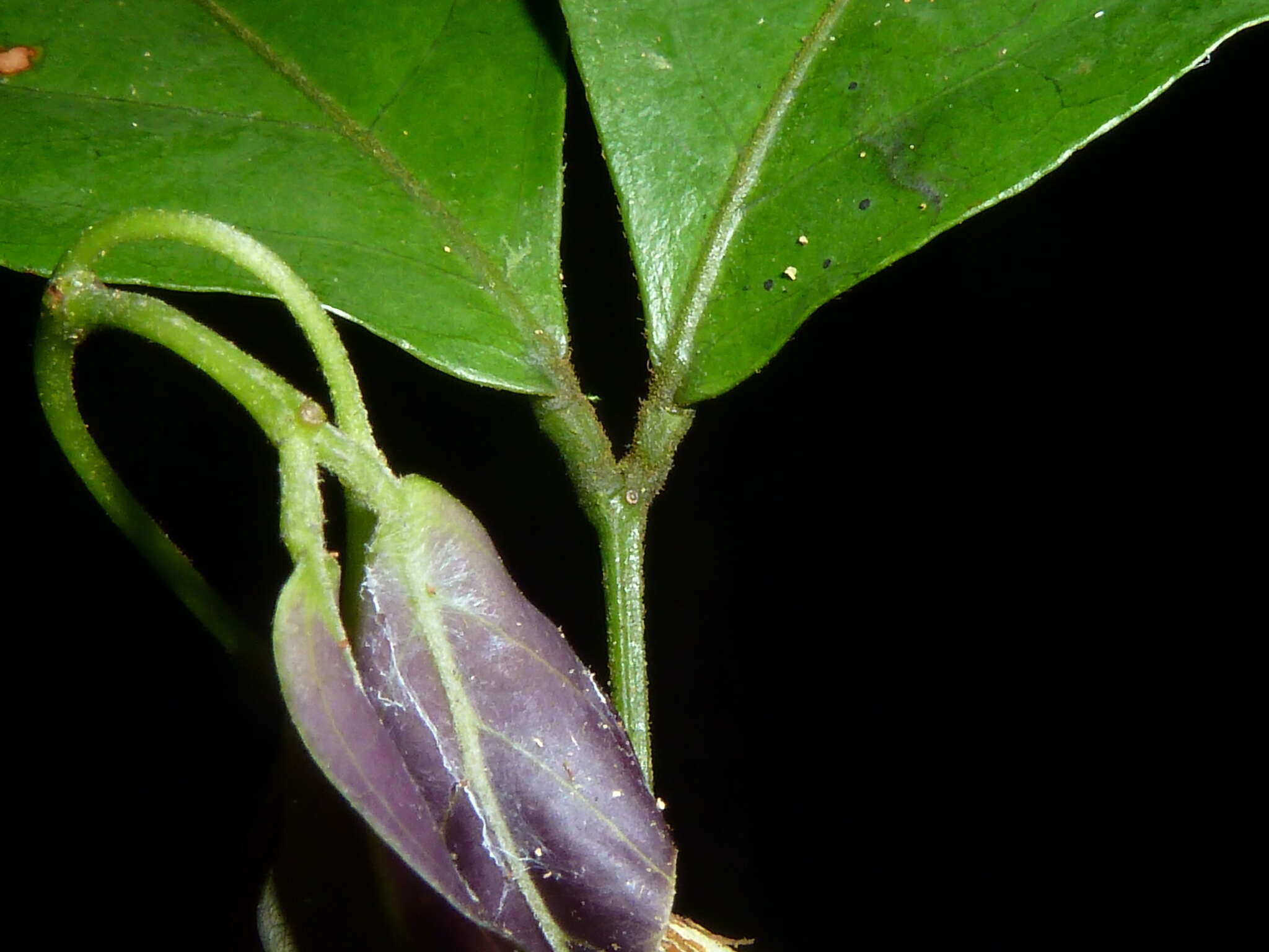 Image of Zygia unifoliolata (Benth.) Pittier