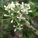 Image of Zanthoxylum pancheri P. S. Green