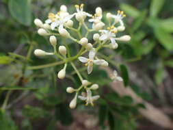 Image of Zanthoxylum pancheri P. S. Green