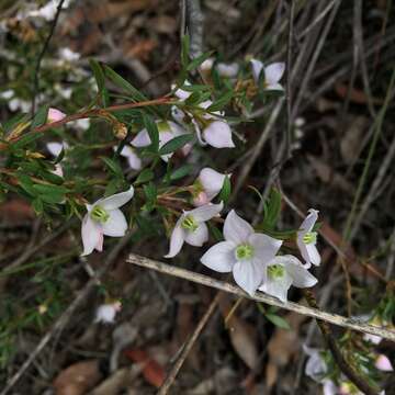 Image of Boronia floribunda Sieber ex Spreng.