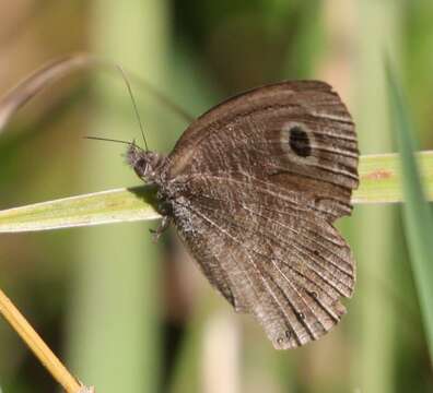 Image of Ypthimomorpha itonia Hewitson 1865