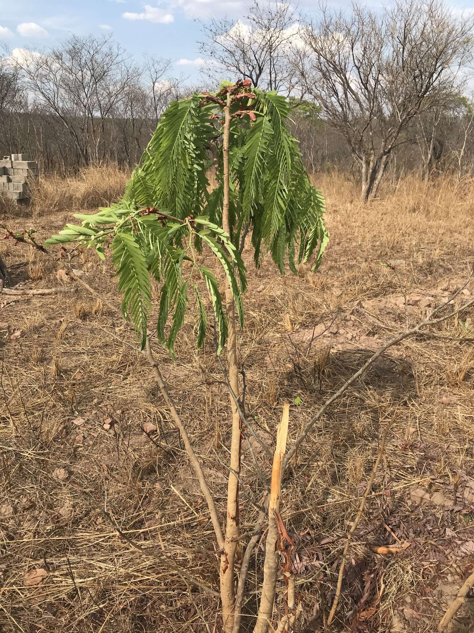 Imagem de Brachystegia boehmii Taub.