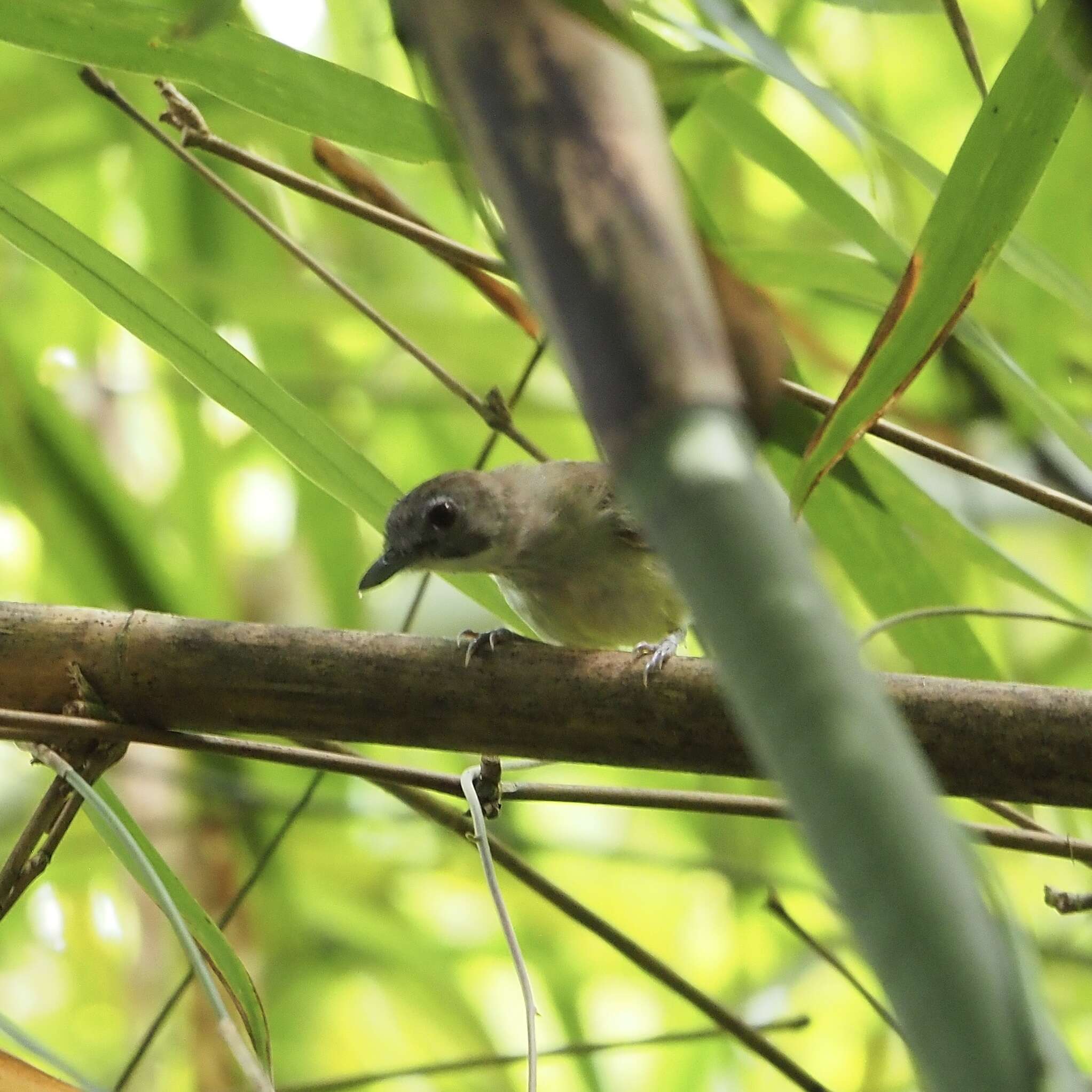 Image of Moustached Babbler