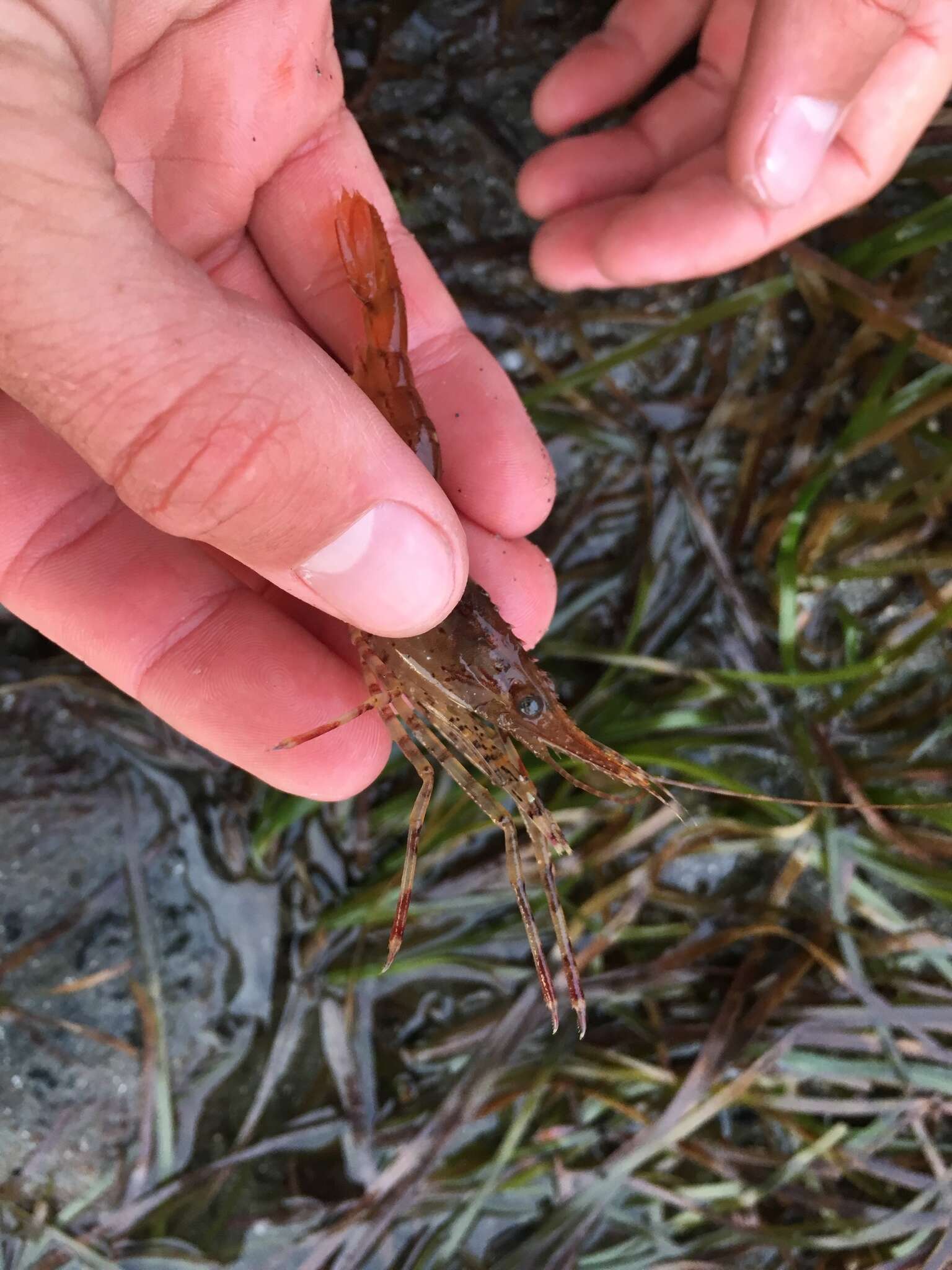 Image of dock shrimp