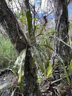 Image of Tailed Strap Fern