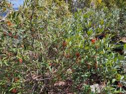 Image of Grevillea victoriae subsp. victoriae