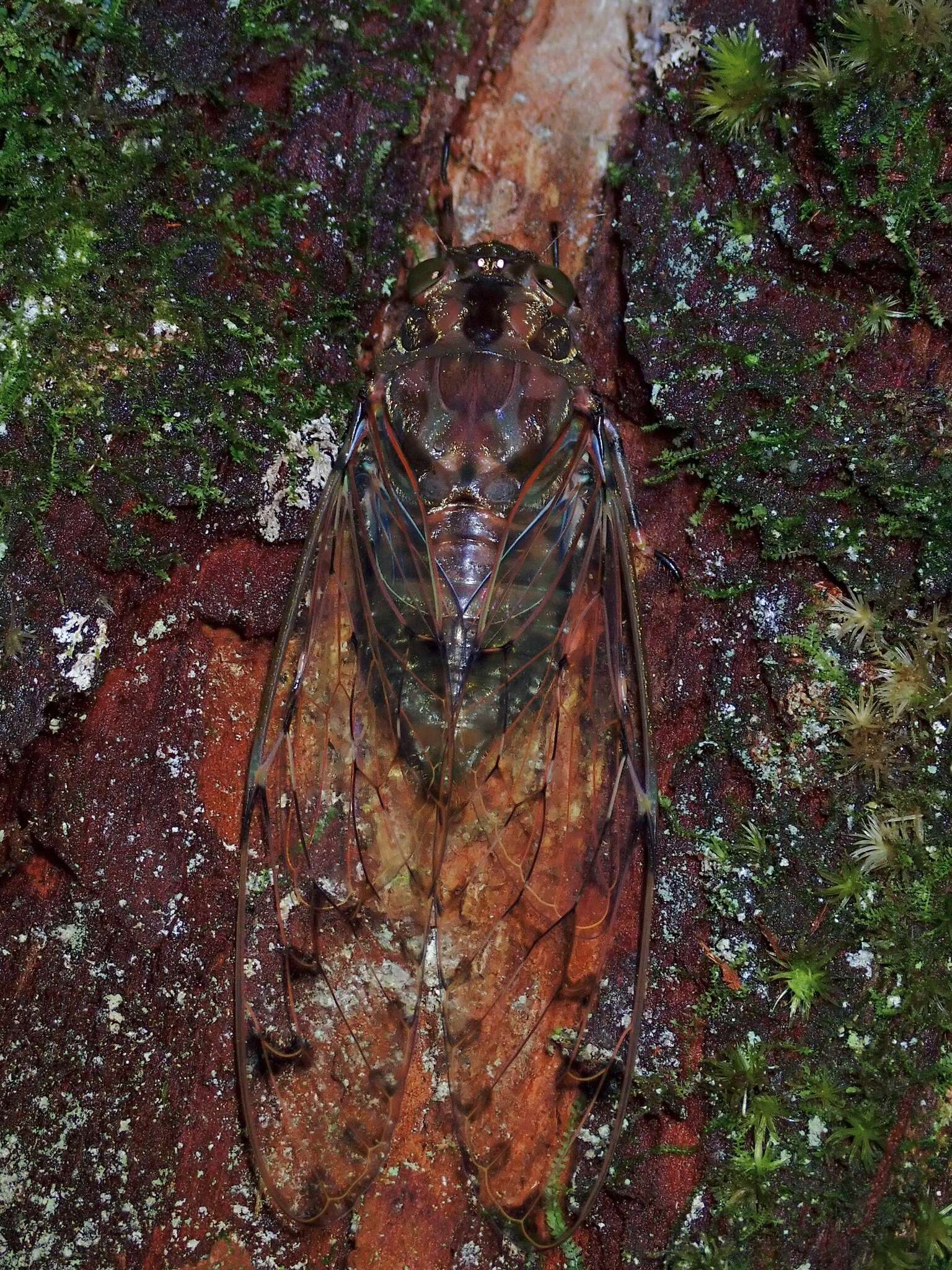 Image of Pomponia dolosa Boulard 2001