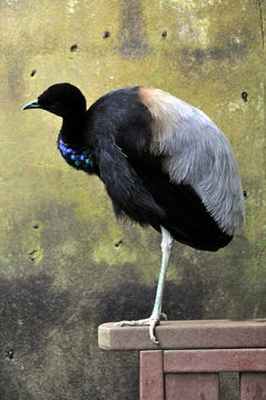 Image of Grey-winged Trumpeter