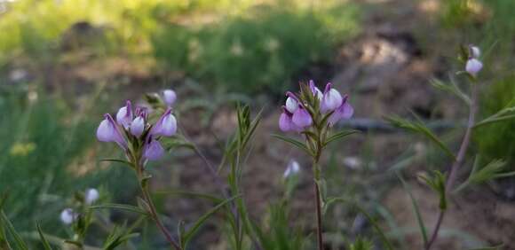 Imagem de Orthocarpus holmgreniorum (T. I. Chuang & Heckard) L. M. Schultz & F. J. Sm.