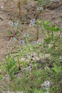 Image de Eryngium hookeri Walp.