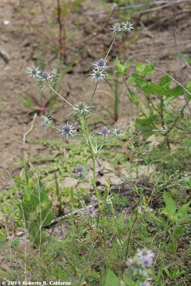 Image de Eryngium hookeri Walp.