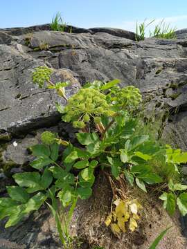 Angelica archangelica subsp. litoralis (Fries) Thell. resmi