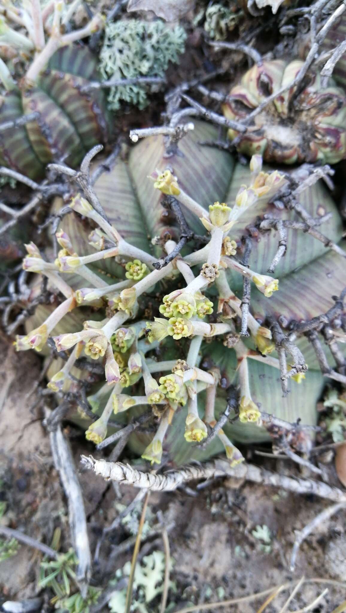 Слика од Euphorbia meloformis Aiton