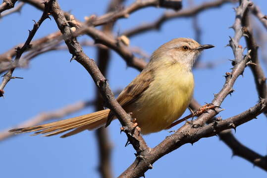 Image of Prinia flavicans flavicans (Vieillot 1821)