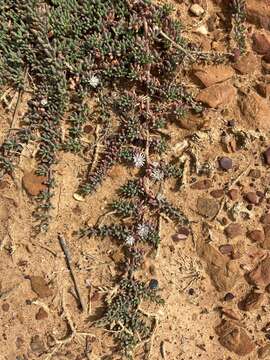 Image of Mesembryanthemum parviflorum Jacq.