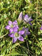 Image of Rough Gentian