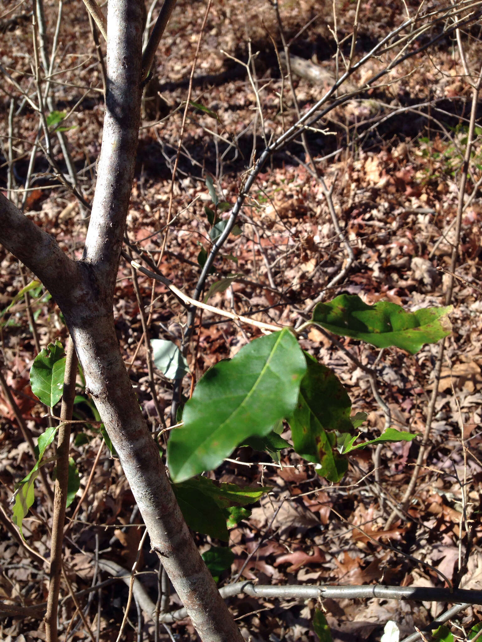 Image of autumn olive