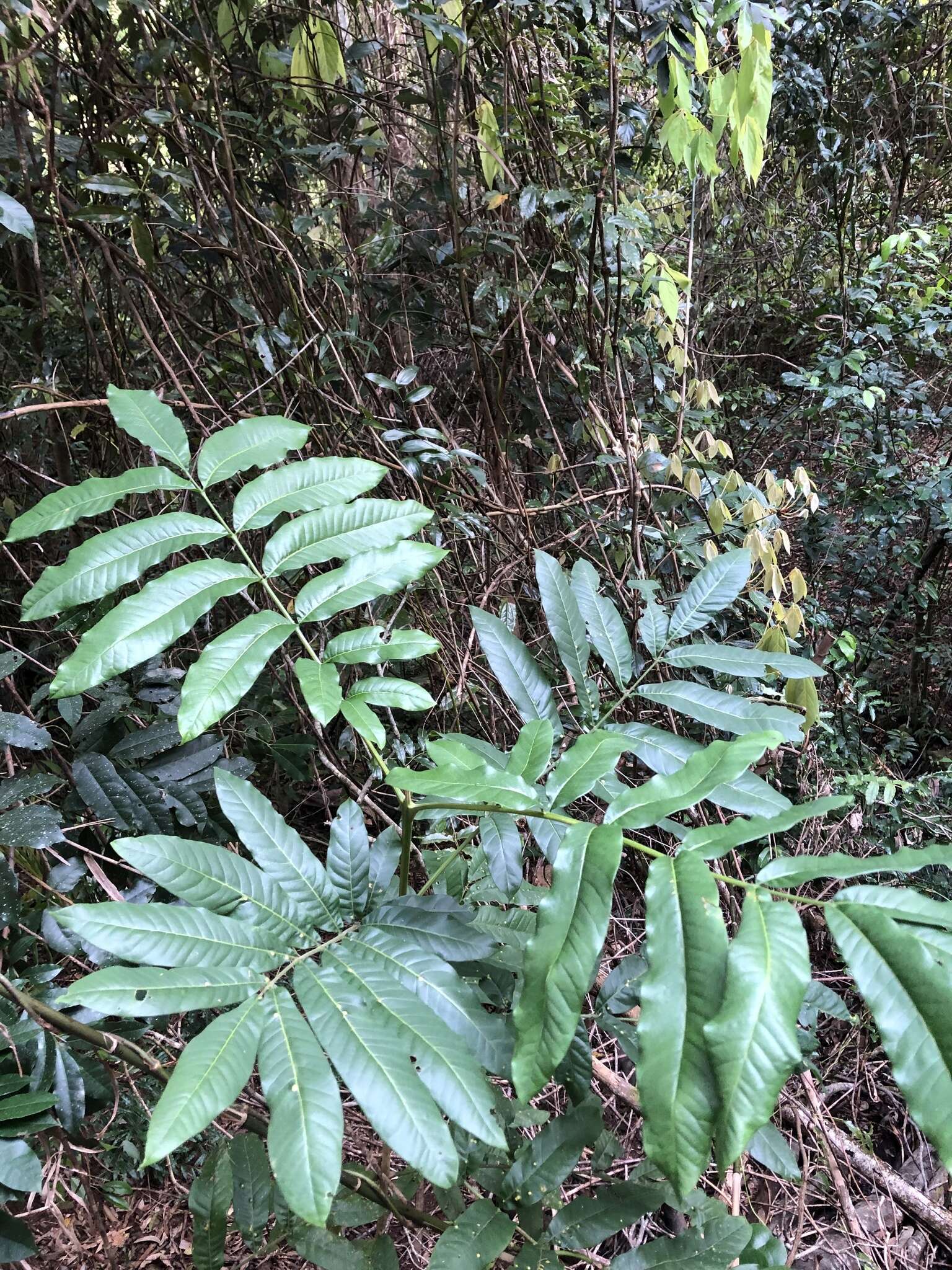 Image of Flindersia schottiana F. Müll.