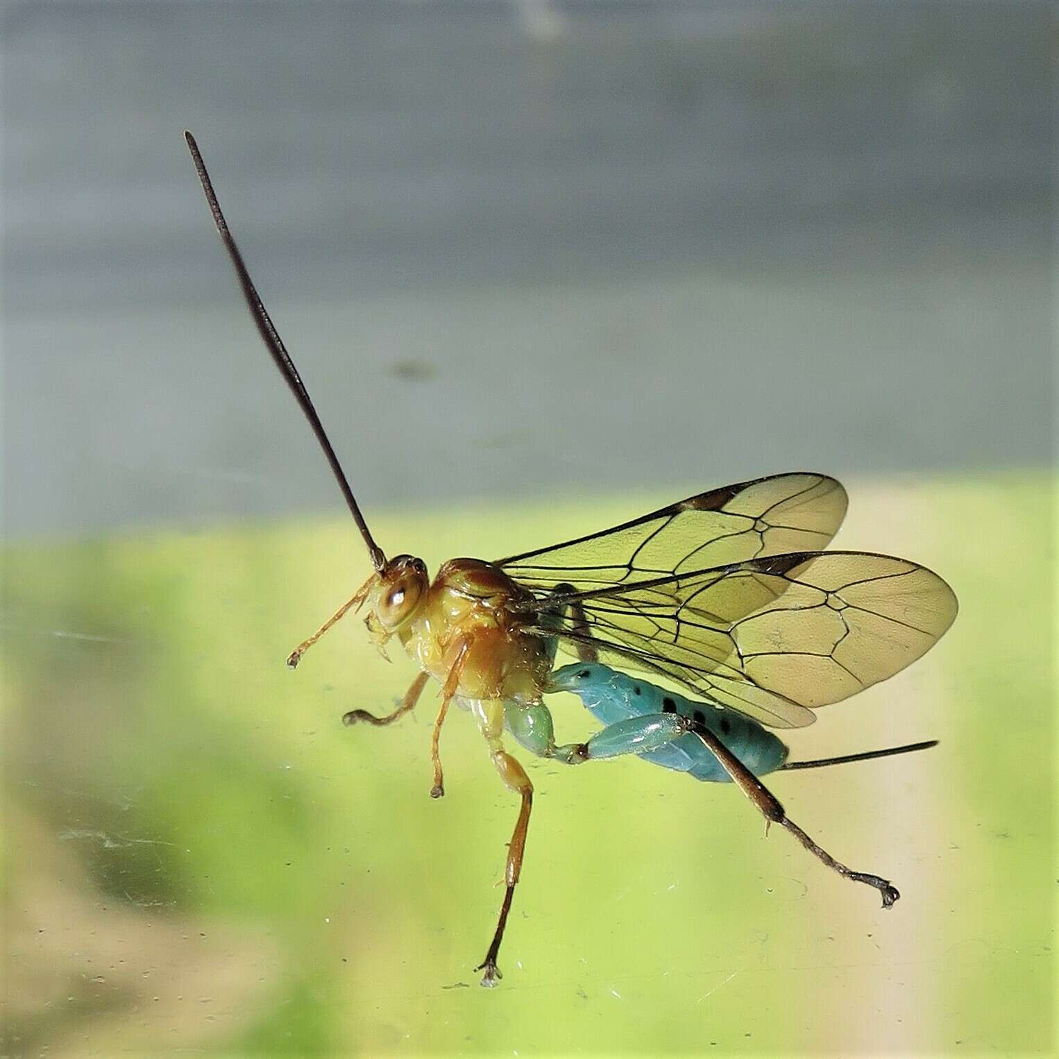 Image of Theronia maculosa Krieger 1906