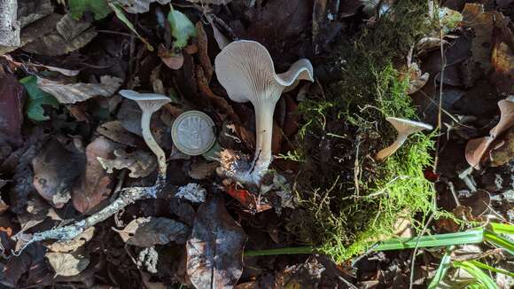 Image of Hydropus dusenii (Bres.) Singer 1969