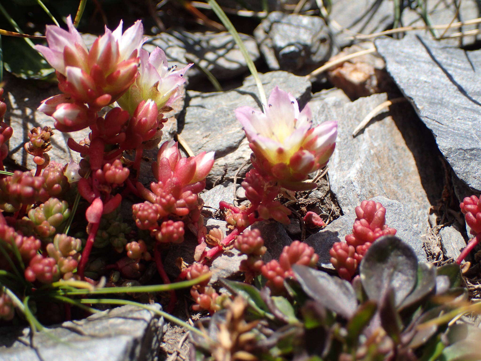 Imagem de Sedum candollei